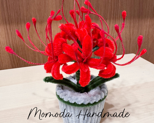 モールフラワー ヒガンバナの鉢植え 赤 彼岸花 曼珠沙華 枯れ