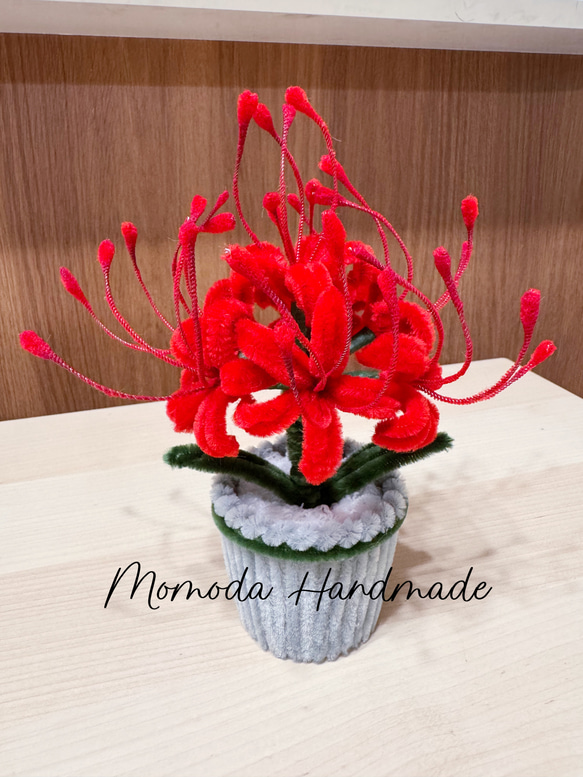 モールフラワー ヒガンバナの鉢植え 赤 彼岸花 曼珠沙華 枯れない花