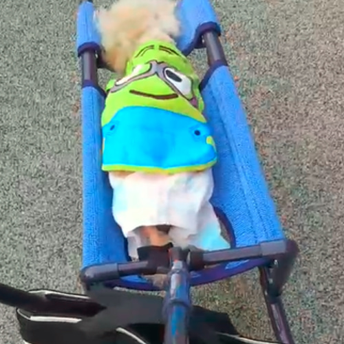 犬の4輪歩行器、小型犬歩行器（シートタイプ） ハウス・小屋 ti