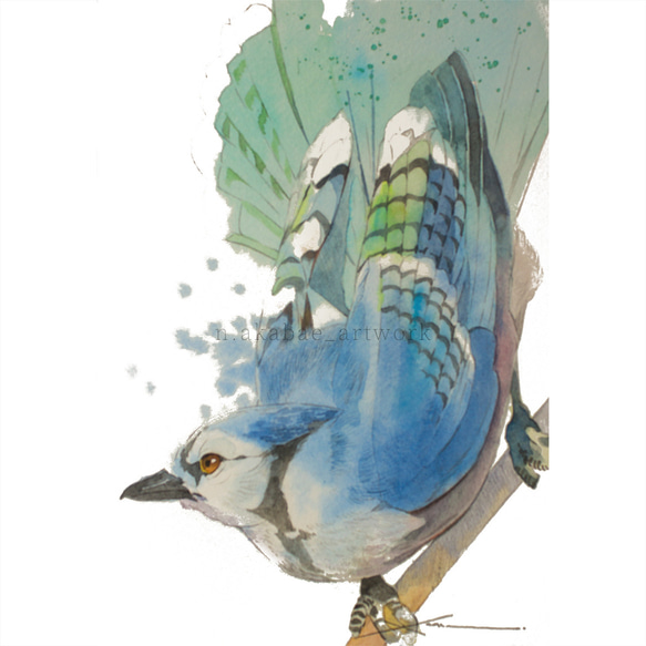 アオカケス_水彩原画_イラスト 絵画 n.akabae 通販 19460350｜Creema
