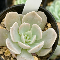 多肉植物(韓国苗) エケベリア 氷砂糖水晶 アイスシュガークリスタル