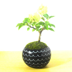 POTOCO クチナシ 陶器鉢 植物鉢 植物 観葉植物 可愛い 豆盆栽 盆栽 苔 POTOCO クチナシ 陶器鉢 植物鉢 植物 観葉植物 可愛い 豆盆栽