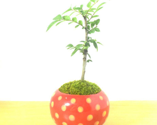 POTOCO ニレケヤキ 欅 陶器鉢 盆栽 観葉植物 かわいい 水玉 赤