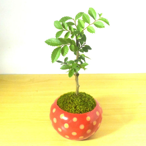 POTOCO ニレケヤキ 欅 陶器鉢 盆栽 観葉植物 かわいい 水玉 赤