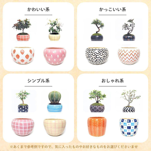 POTOCO ニレケヤキ 欅 陶器鉢 盆栽 観葉植物 かわいい 水玉 赤 苔 盆栽
