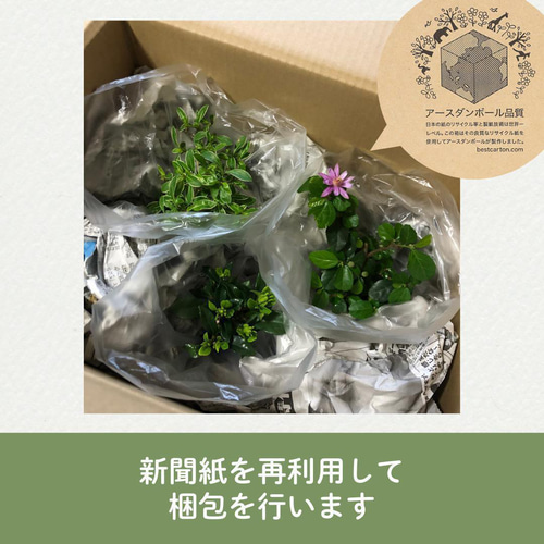 POTOCO ブーゲンビリア 陶器鉢 盆栽 花 観葉植物 かわいい いちご 苔