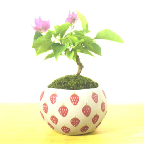 POTOCO ブーゲンビリア 陶器鉢 盆栽 花 観葉植物 かわいい いちご 苔
