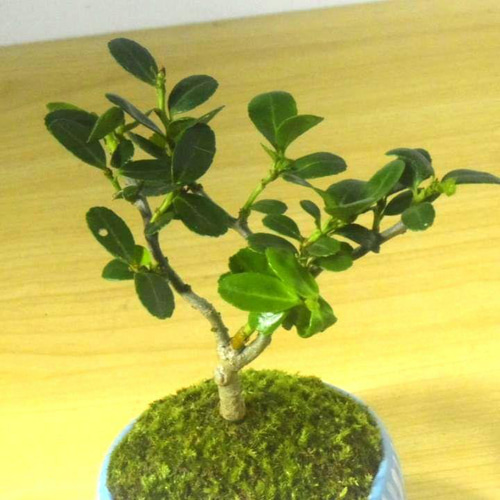 POTOCO 金芽つげ 陶器鉢 植物 盆栽 花 可愛い ストライプ プランター