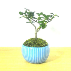 POTOCO 金芽つげ 陶器鉢 植物 盆栽 花 可愛い ストライプ プランター