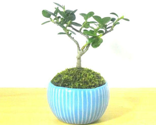 POTOCO 金芽つげ 陶器鉢 植物 盆栽 花 可愛い ストライプ プランター