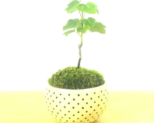 楓　カエデ　盆栽　5号陶器鉢つき　激太❗　① 24e533c758346bc7e231ddbd0b118b