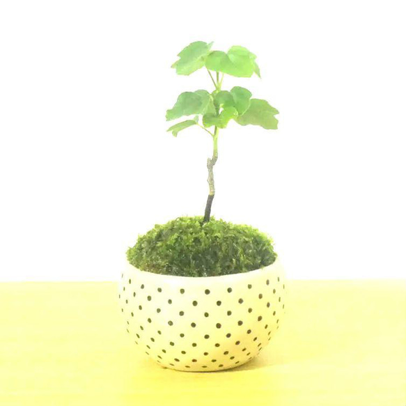 POTOCO 宮様楓 カエデ 陶器鉢 植物 盆栽 かわいい 水玉 豆鉢 豆盆栽