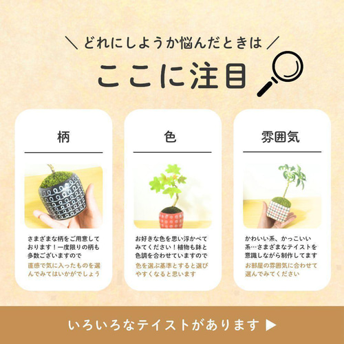 POTOCO 宮様楓 カエデ 陶器鉢 植物 盆栽 かわいい 水玉 豆鉢 豆盆栽