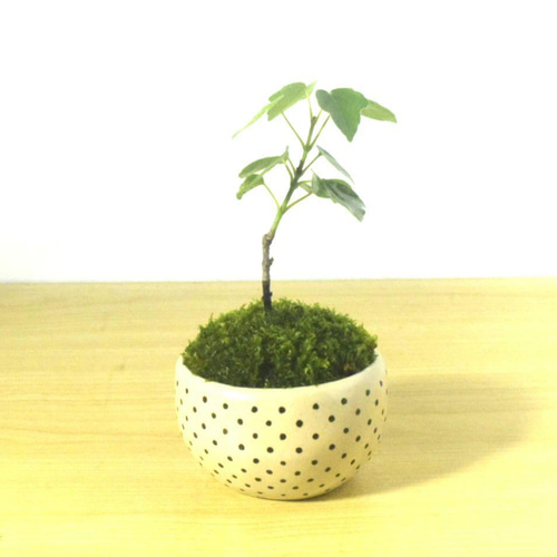 POTOCO 宮様楓 カエデ 陶器鉢 植物 盆栽 かわいい 水玉 豆鉢 豆盆栽