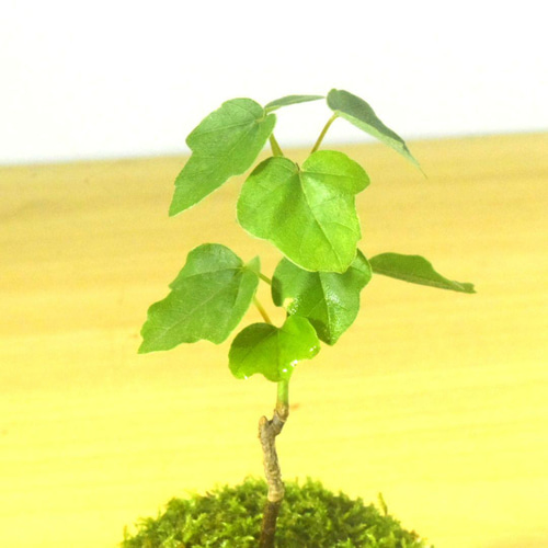 POTOCO 宮様楓 カエデ 陶器鉢 植物 盆栽 かわいい 水玉 豆鉢 豆盆栽