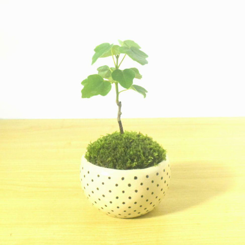 自家製 2年生，もみじ まとめて4鉢 カエデの盆栽セット（陶器鉢付き