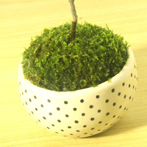 POTOCO 宮様楓 カエデ 陶器鉢 植物 盆栽 かわいい 水玉 豆鉢 豆盆栽