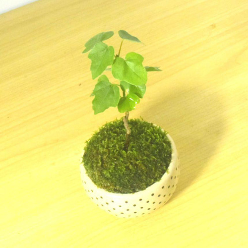 POTOCO 宮様楓 カエデ 陶器鉢 植物 盆栽 かわいい 水玉 豆鉢 豆盆栽