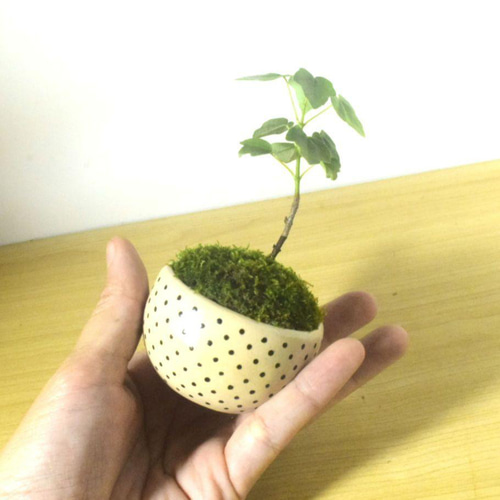 POTOCO 宮様楓 カエデ 陶器鉢 植物 盆栽 かわいい 水玉 豆鉢 豆盆栽