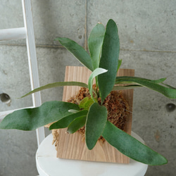 希少種ホヤ パキクラダ アルボ＊斑入り＊観葉植物＊レア品種＊ アート