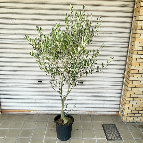 《現品お届け》2品種接木の実つき確実オリーブ「オリーミー」｜ネバディロブランコ×ミッション／幹太・美樹形 2枚目の画像