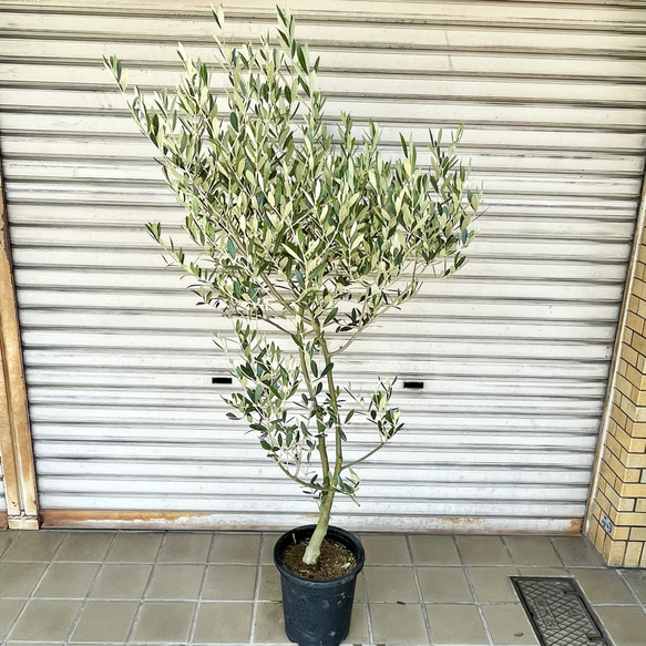 《現品お届け》2品種接木の実つき確実オリーブ「オリーミー」｜ネバディロブランコ×ミッション／幹太・美樹形 4枚目の画像