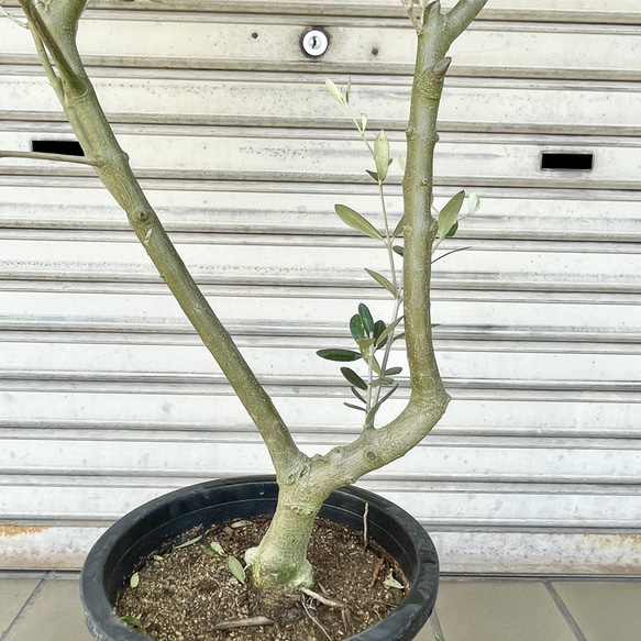 《現品お届け》2品種接木の実つき確実オリーブ「オリーミー」｜ネバディロブランコ×ミッション／幹太・美樹形 12枚目の画像