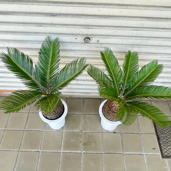 完成度の高い中型ソテツ｜南国ムード漂う美株（約H70cm・7号鉢）／屋外・ベランダにも◎ 13枚目の画像