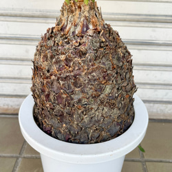 完成度の高い中型ソテツ｜南国ムード漂う美株（約H70cm・7号鉢）／屋外・ベランダにも◎ 5枚目の画像