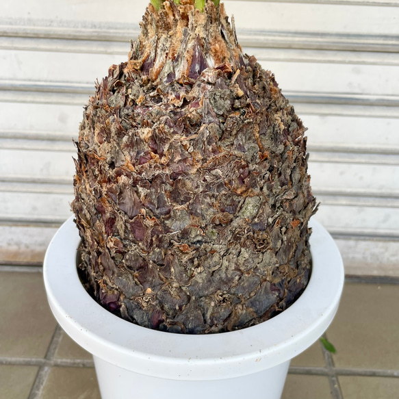 完成度の高い中型ソテツ｜南国ムード漂う美株（約H70cm・7号鉢）／屋外・ベランダにも◎ 5枚目の画像