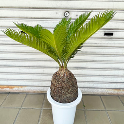 完成度の高い中型ソテツ｜南国ムード漂う美株（約H70cm・7号鉢）／屋外・ベランダにも◎ 2枚目の画像
