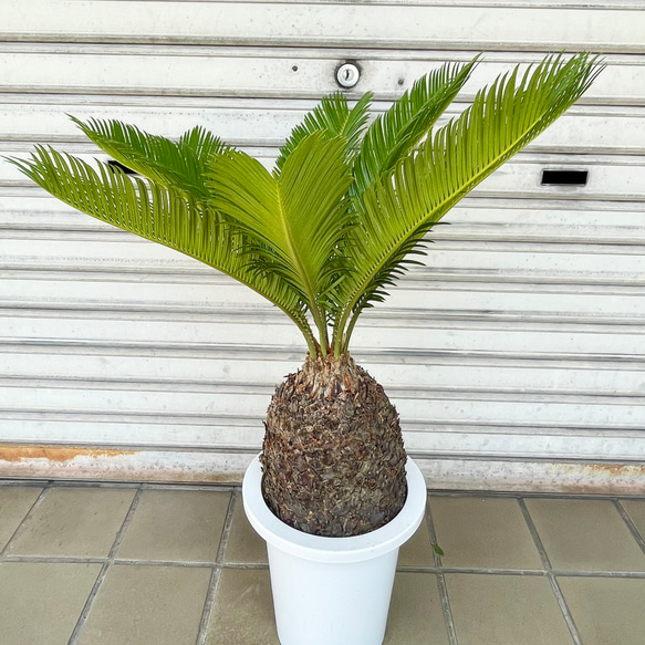完成度の高い中型ソテツ｜南国ムード漂う美株（約H70cm・7号鉢）／屋外・ベランダにも◎ 2枚目の画像