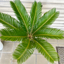 完成度の高い中型ソテツ｜南国ムード漂う美株（約H70cm・7号鉢）／屋外・ベランダにも◎ 11枚目の画像