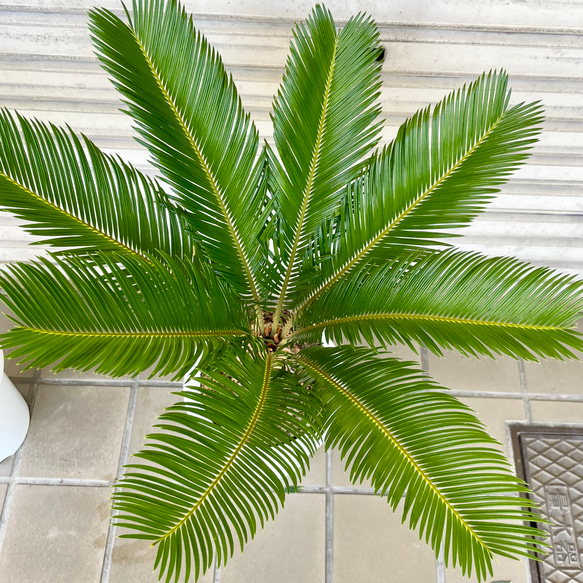 完成度の高い中型ソテツ｜南国ムード漂う美株（約H70cm・7号鉢）／屋外・ベランダにも◎ 11枚目の画像
