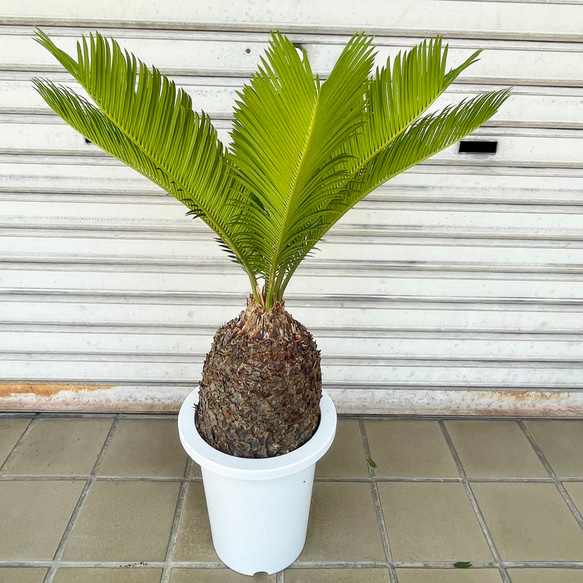 完成度の高い中型ソテツ｜南国ムード漂う美株（約H70cm・7号鉢）／屋外・ベランダにも◎ 3枚目の画像