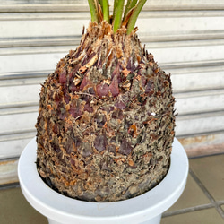 完成度の高い中型ソテツ｜南国ムード漂う美株（約H70cm・7号鉢）／屋外・ベランダにも◎ 7枚目の画像