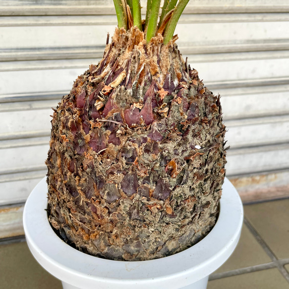 完成度の高い中型ソテツ｜南国ムード漂う美株（約H70cm・7号鉢）／屋外・ベランダにも◎ 7枚目の画像