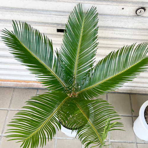 完成度の高い中型ソテツ｜南国ムード漂う美株（約H70cm・7号鉢）／屋外