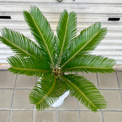 完成度の高い中型ソテツ｜南国ムード漂う美株（約H70cm・7号鉢）／屋外・ベランダにも◎ 6枚目の画像