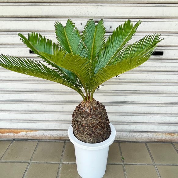 完成度の高い中型ソテツ｜南国ムード漂う美株（約H70cm・7号鉢）／屋外・ベランダにも◎ 1枚目の画像