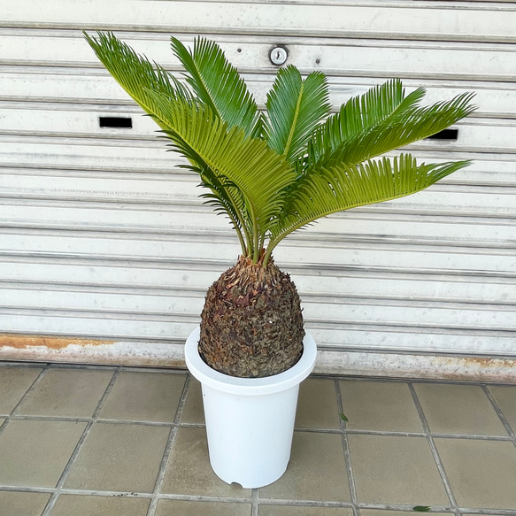 完成度の高い中型ソテツ｜南国ムード漂う美株（約H70cm・7号鉢）／屋外・ベランダにも◎ 4枚目の画像