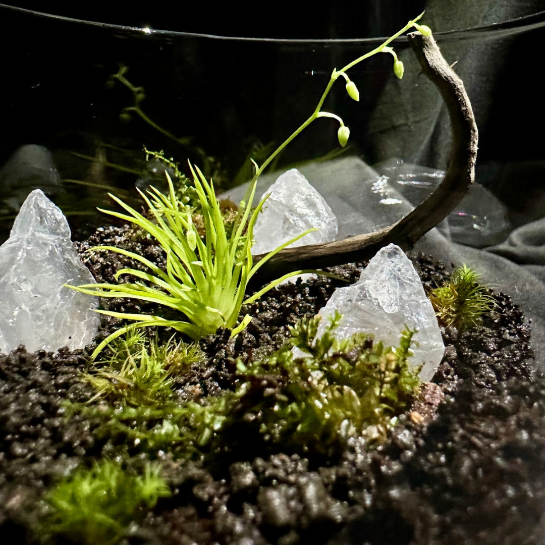 【一点物】アートテラリウム〜玄緑〜「影晶芽」(完成品・フタ付き)約10cm