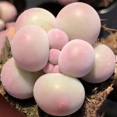 葉挿しの魅力を体感してみませんか？多肉植物 ぷくぷく 団子チーズ 葉