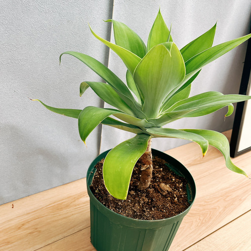 アガベアテナータ　カラズストライプ Yahoo!オークション - アガベ アテナータ ' カラズストライプ