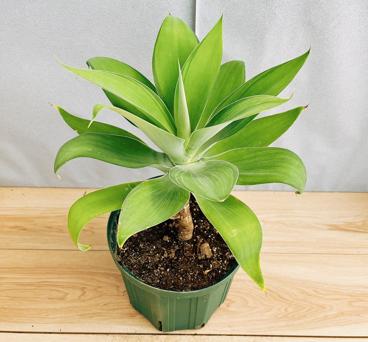 アガベアテナータ　カラズストライプ