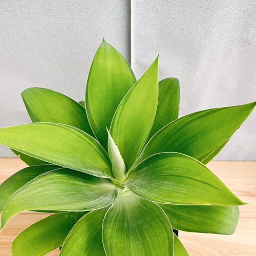 現品］【希少】12番 アガベ アテナータ 斑入り カラズストライプ 観葉