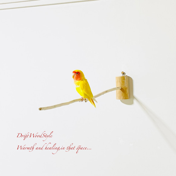 流木インテリア ８０ｃｍの流木枝を使った小鳥の止まり木 インコの壁掛けパーチ ピン止めタイプ ビス止め変更可 N129 4枚目の画像