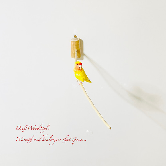 流木インテリア ８０ｃｍの流木枝を使った小鳥の止まり木 インコの壁掛けパーチ ピン止めタイプ ビス止め変更可 N129 3枚目の画像