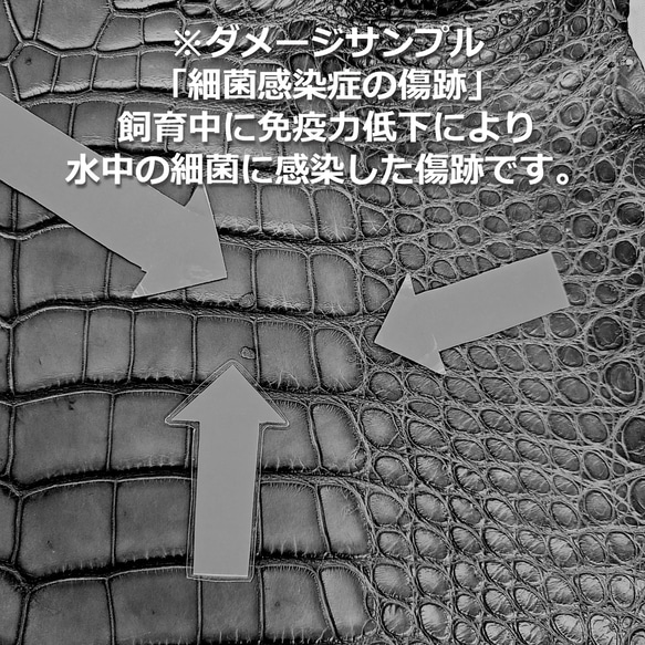 ワニ革  クレイ仕上げ  フォレストグリーン「長財布向け」サイズ No.CM0033 14枚目の画像