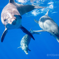 額装写真】碧き海の輝き＜世界遺産 小笠原諸島＞ 写真・グラフィック